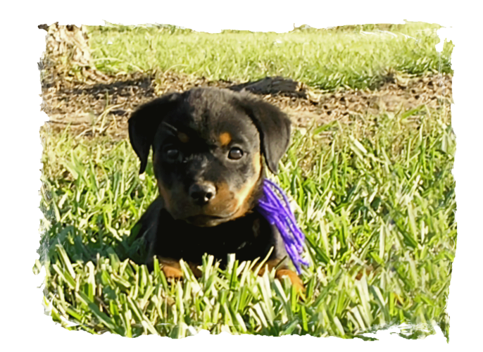 German Rottweiler Puppies For Sale Lonecreek Rottweilers
