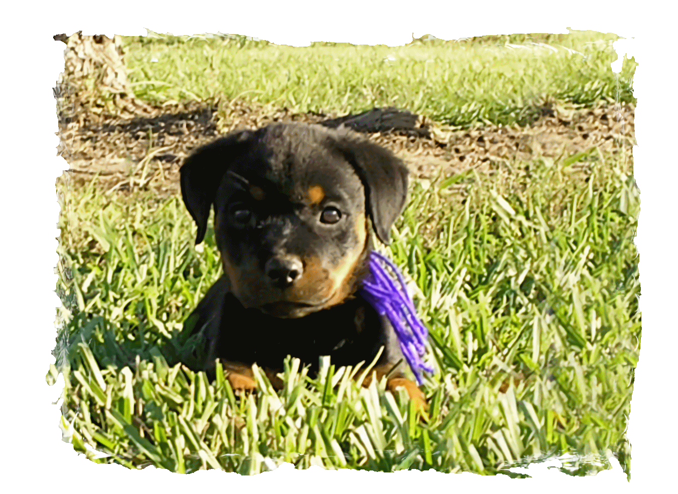 German Rottweiler Puppies For Sale Lonecreek Rottweilers
