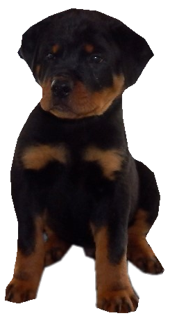 German Rottweiler Breeder Puppy