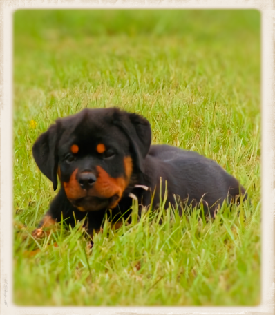 German Rottweiler Breeder - Puppy