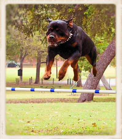 German Rottweiler Breeder - Working Dogs