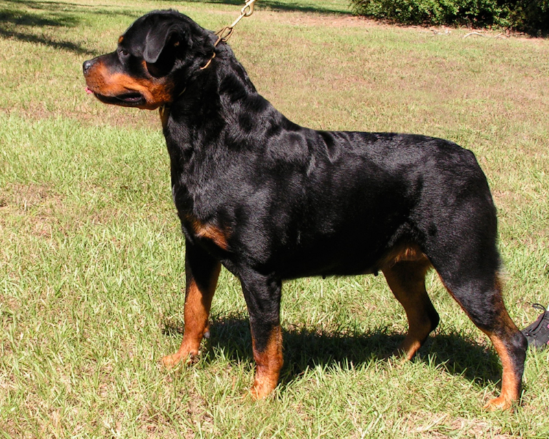 Lonecreek's German Rottweiler Grand Champion Journey