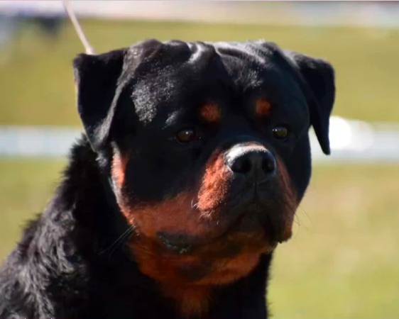 German Rottweilers Blade