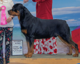 German Rottweiler Grand Champion Fritz