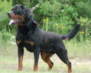 Imported German Rottweilers Quincy