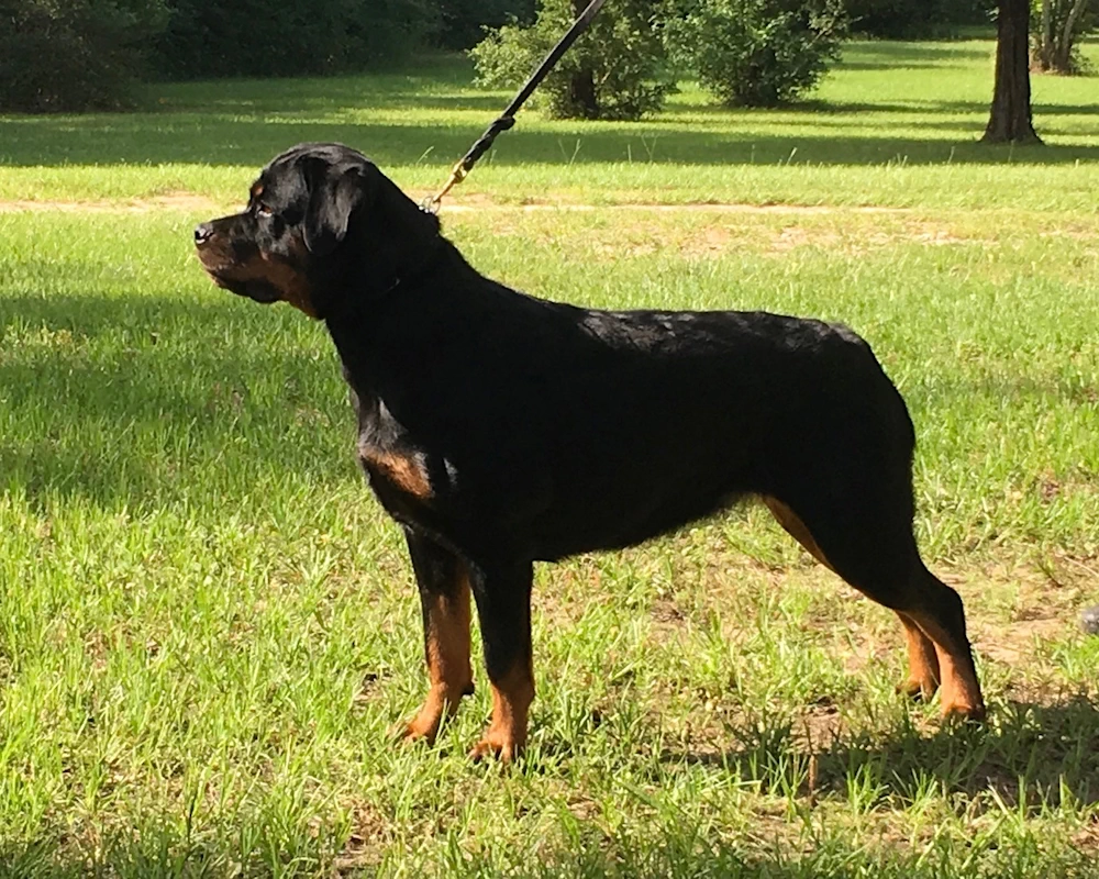 German Rottweilers - Young Dog
