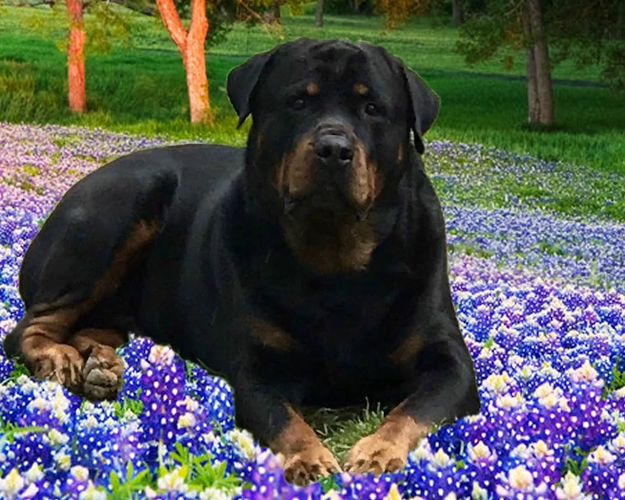 German Rottweilers - Retired