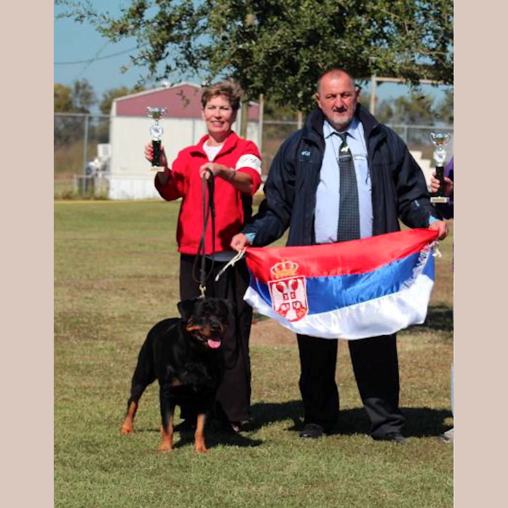 German Rottweiler Delta