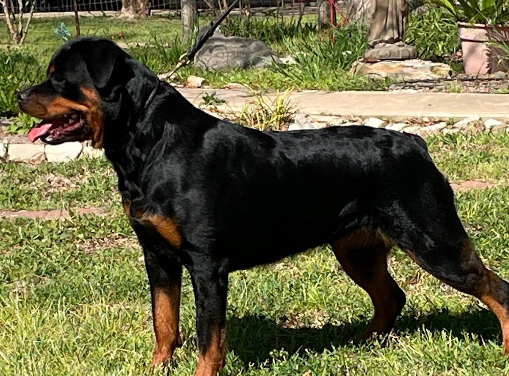 German Rottweiler Echo