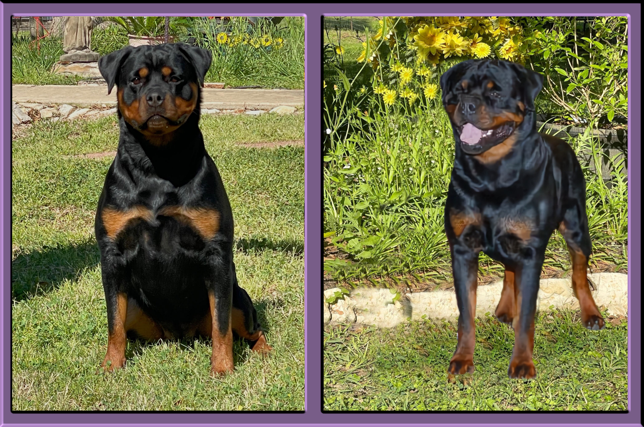 German Rottweiler puppies for sale