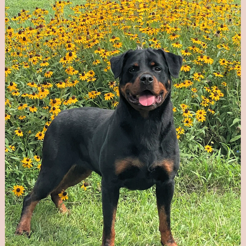 German Rottweiler Faith - Lonecreek Rottweilers